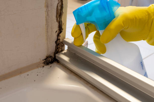 Trusted Rosemont, CA Mold Remediation Experts