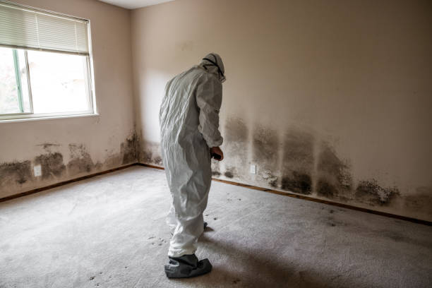 Best Bathroom Mold Remediation in Rosemont, CA