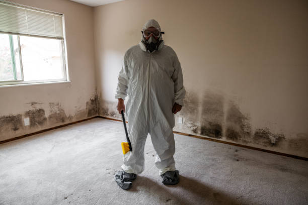 Best Attic Mold Remediation in Rosemont, CA