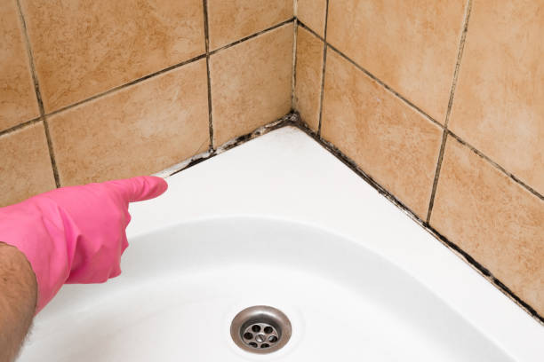 Best Crawl Space Mold Remediation in Rosemont, CA